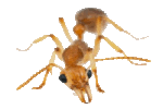 Ant pest Ant Pest