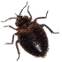 Bed Bugs Pictures