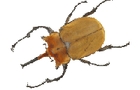 Beetle Beetle