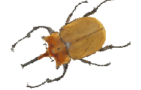 Beetle