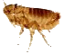 Cat Fleas