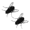Flies Fly