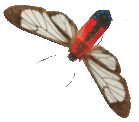 Moths Moth caterpillar