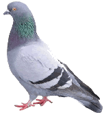 pigeon pest control