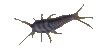 Silverfish