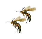 stinging wasp